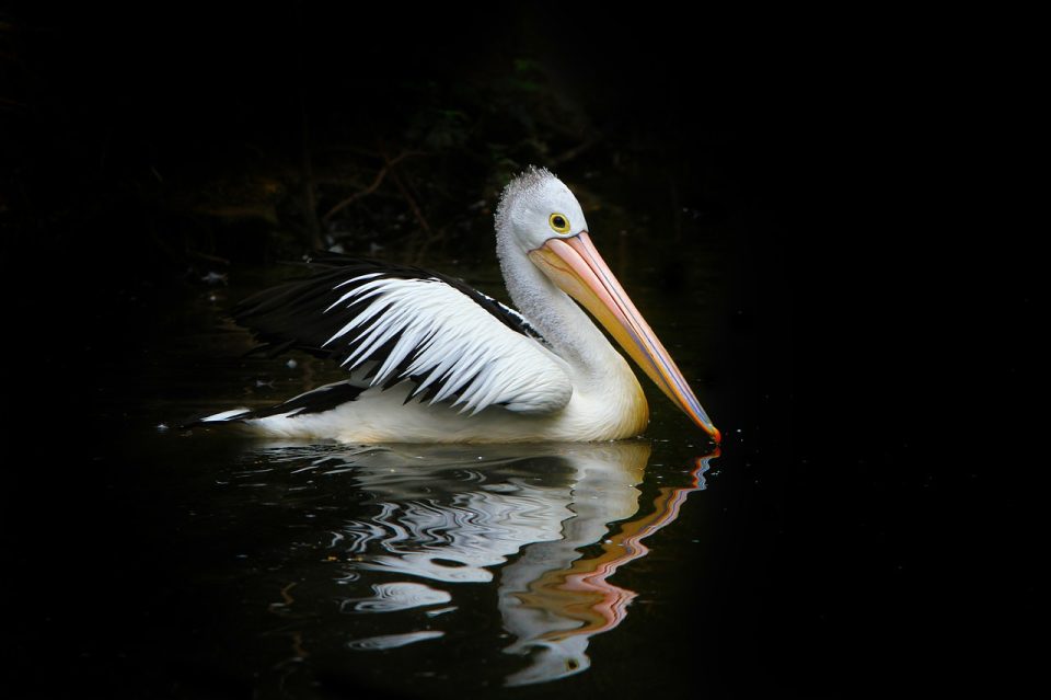 펠리컨 새 바다새 물 자연 호주 Pelecanus Conspicillatus