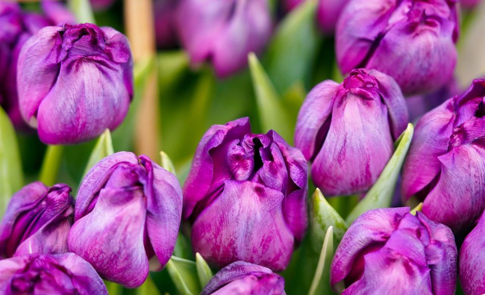 Blume, Tulpe, Natur, Tulpenblume, Blumen, Frühling, Jahreszeit