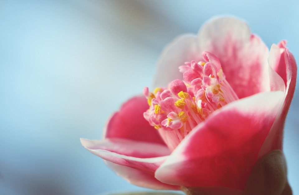 Camelia Floare Floare Roz Camellia Floare Petale