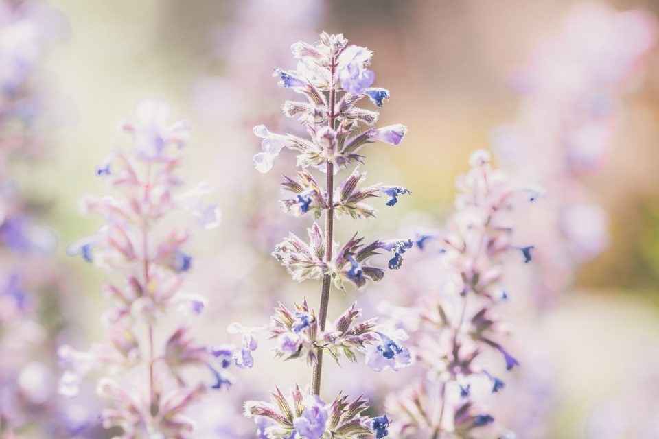 Lavanda Flores Planta Flores Roxas Bloom Florescer