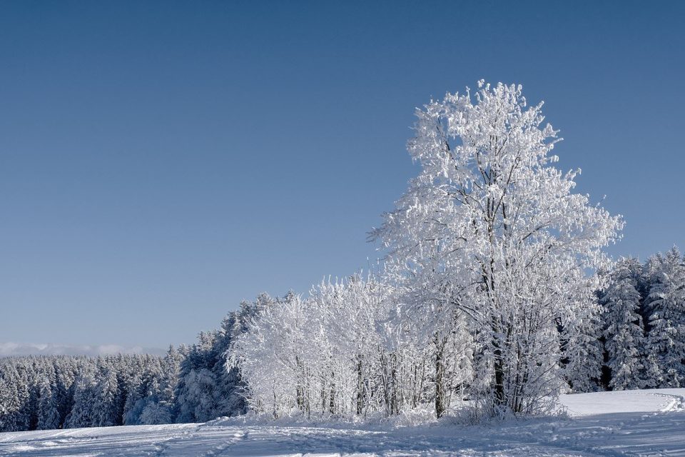 Inverno Floresta Pinheiros Coníferas Arvores Geada