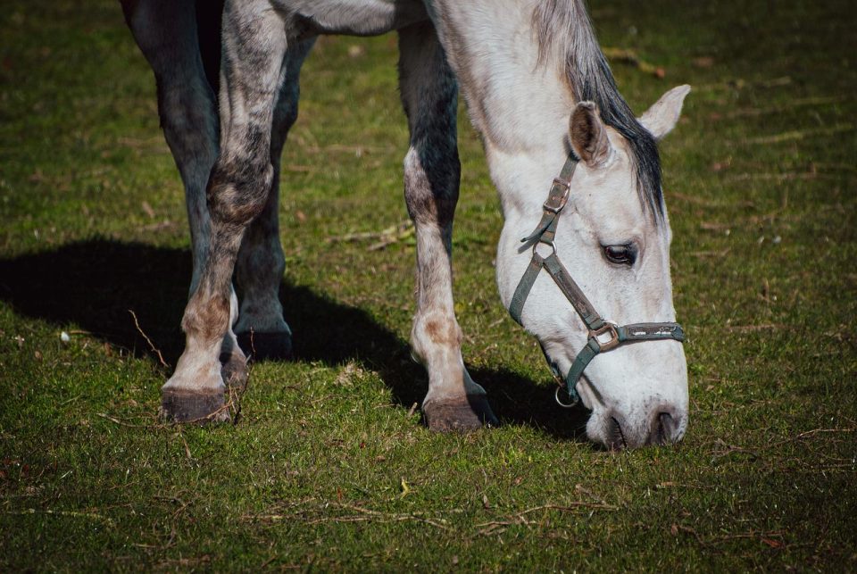 Déier, Mamendéieren, Päerd, Hengst, Mare, Mane, Equidae