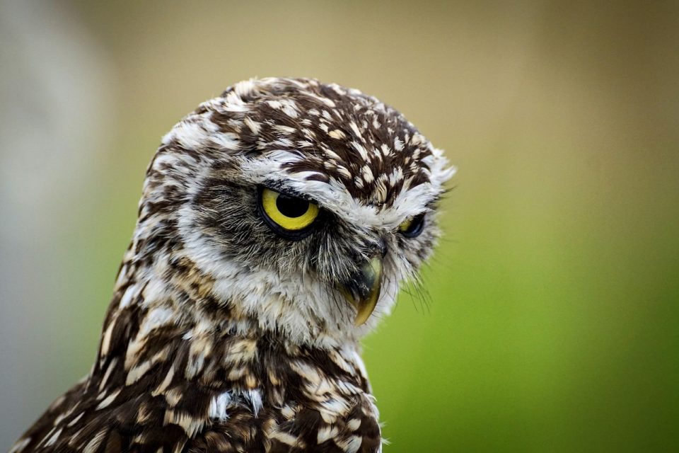 Uil Gravende Uil Vogel Dier Dieren In Het Wild