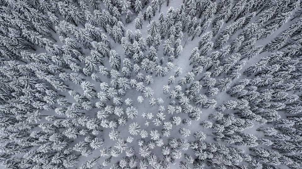 Форрест Снег Зима Холодный Дерево Синий Дерево