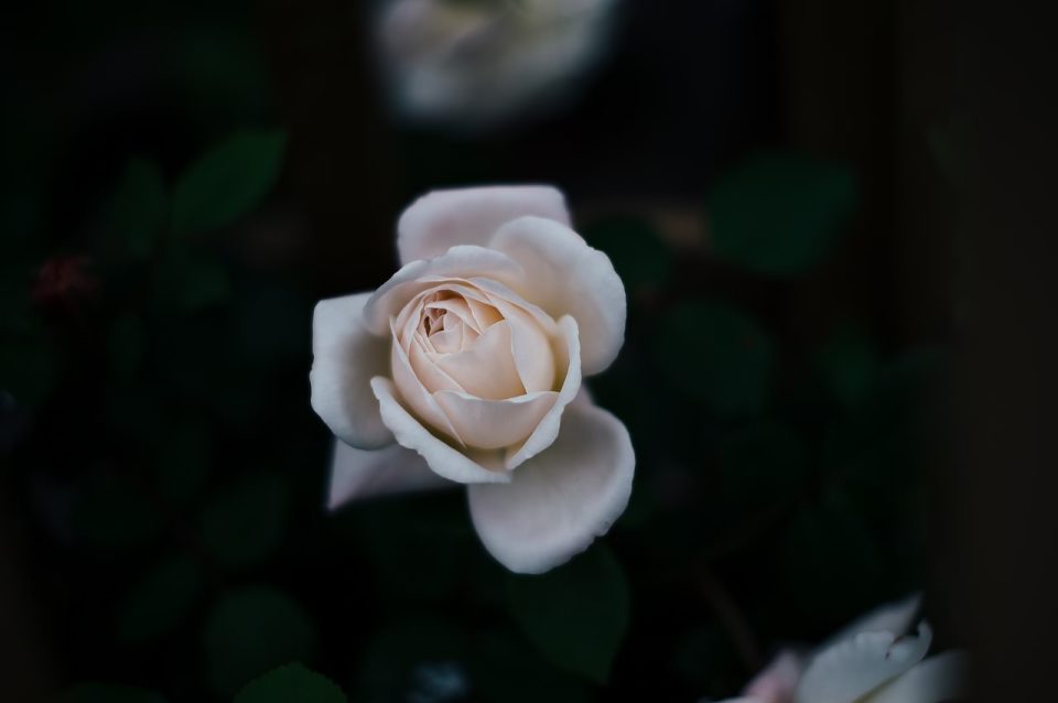 玫瑰 白玫瑰 花 白色的花 花瓣 玫瑰花瓣 白色的花瓣 玫瑰绽放 盛开 开花 植物群