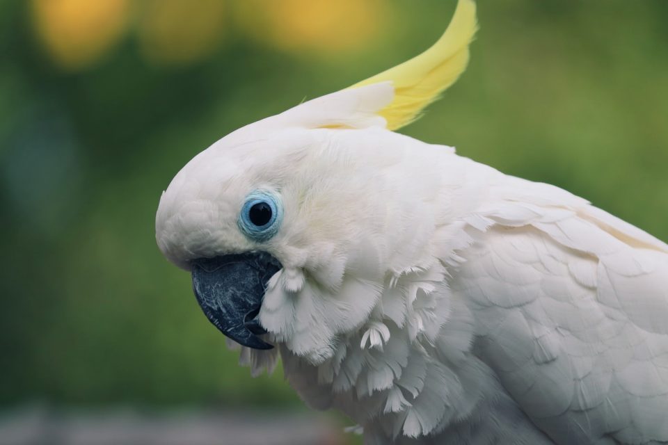 Кош Кокату Тоту Сары Кәрәзле Какату Какатуида