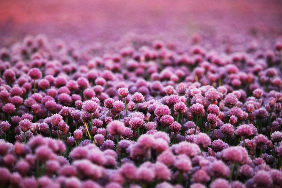 Mauve Fleurs Sur Le Terrain Prairie Champ De Fleurs