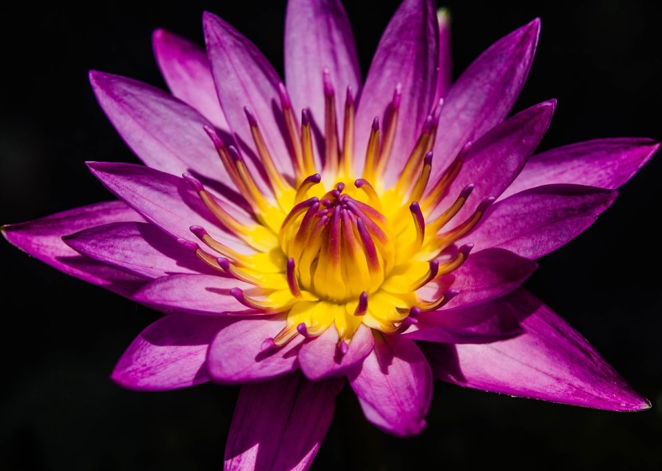Lilijan Purple Flower Bloom Blossom