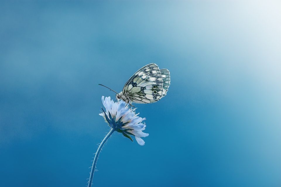 蝶 花 受粉する 受粉 翼 蝶の羽 翼のある昆虫 鱗翅目 ブルーム フローラ 動物相