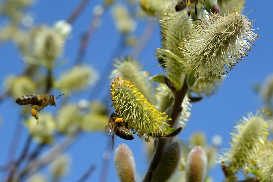 Weide, Frühling, Biene, Weide, Pollen, Insekten, Bestäubung