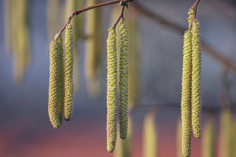 paka, alder, alder blossom, kitten blossom, maua ya mapema, poleni, spring