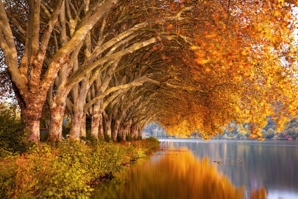 Autunno Lago Platani Natura Paesaggio Acqua Umore