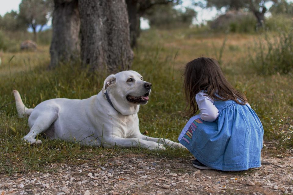 Criança Cachorro Ao Ar Livre Garotinha Garota