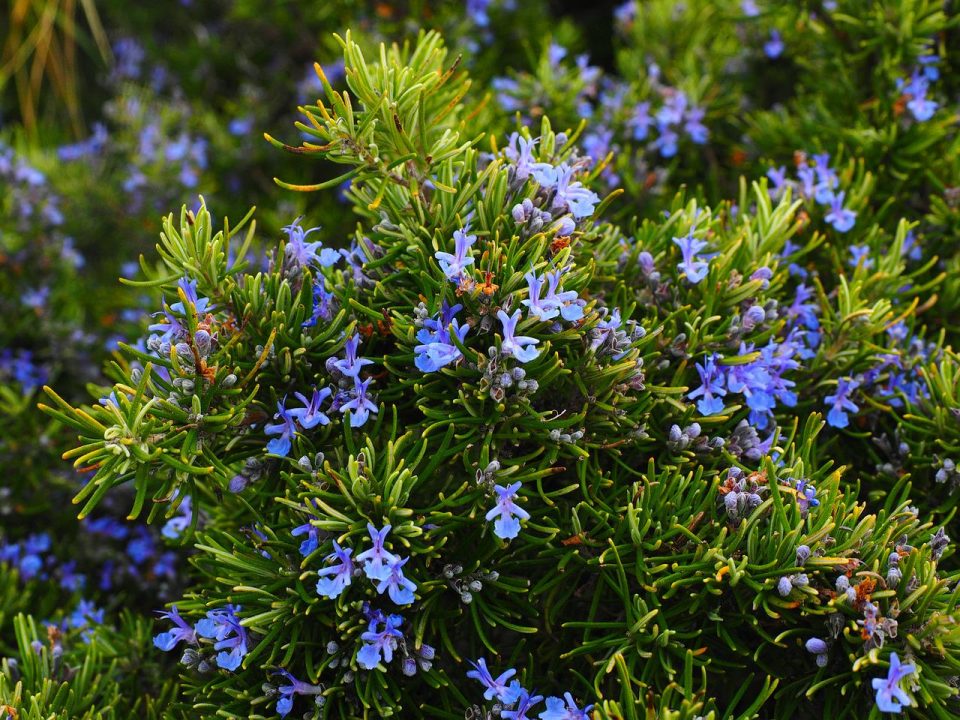 ružmarin, cvjetovi, plava, ljubica, rosmarinus officinalis, rosmarinus, grm, latice usana, lamiaceae