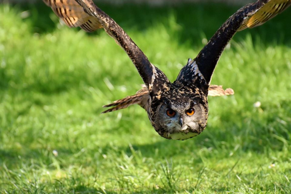 Owl Bird Feathers Uhu Animals Wild Bird Head