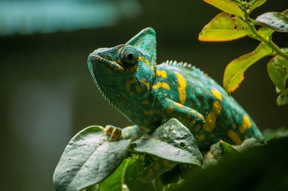 Caméléon Vert Exotique Reptile Œil Terrarium