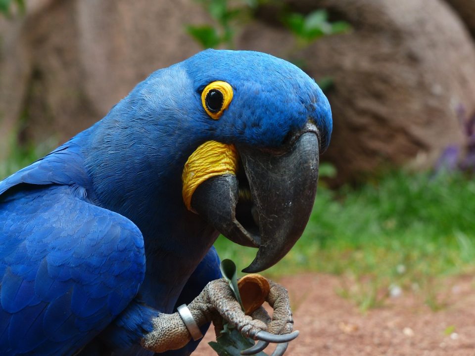 blauer ara, papagei, hyazinthara, andronicus, vogel, blaue federn, verspielter papagei