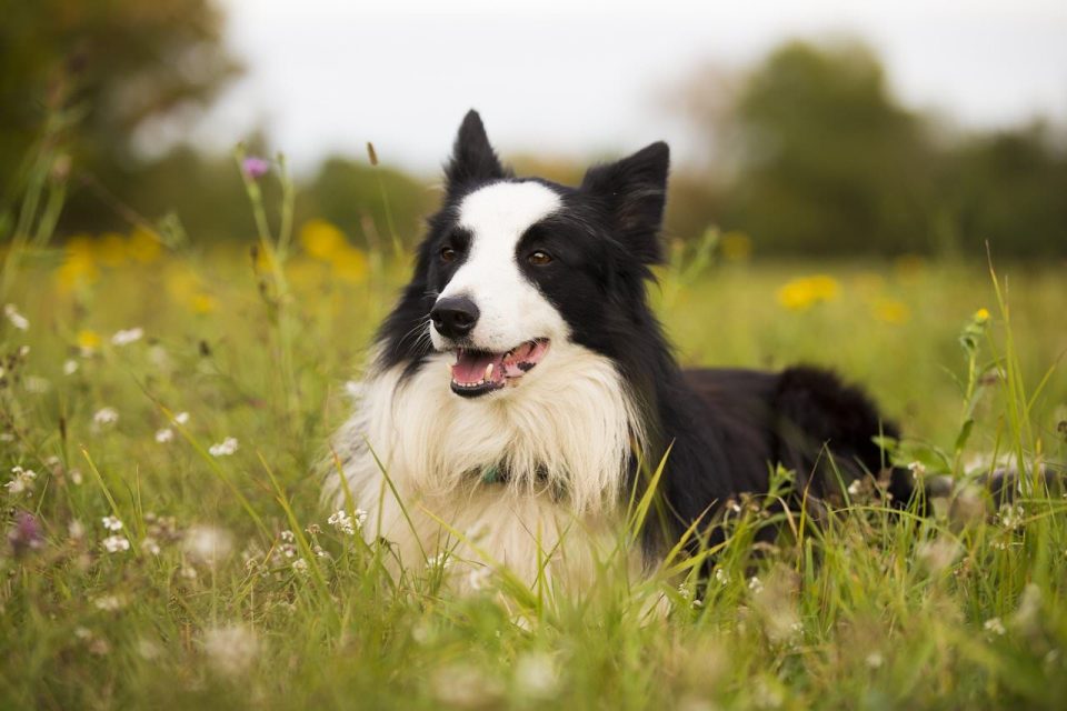 Border Collie Collie Hund Haustier Eckzahn Tier