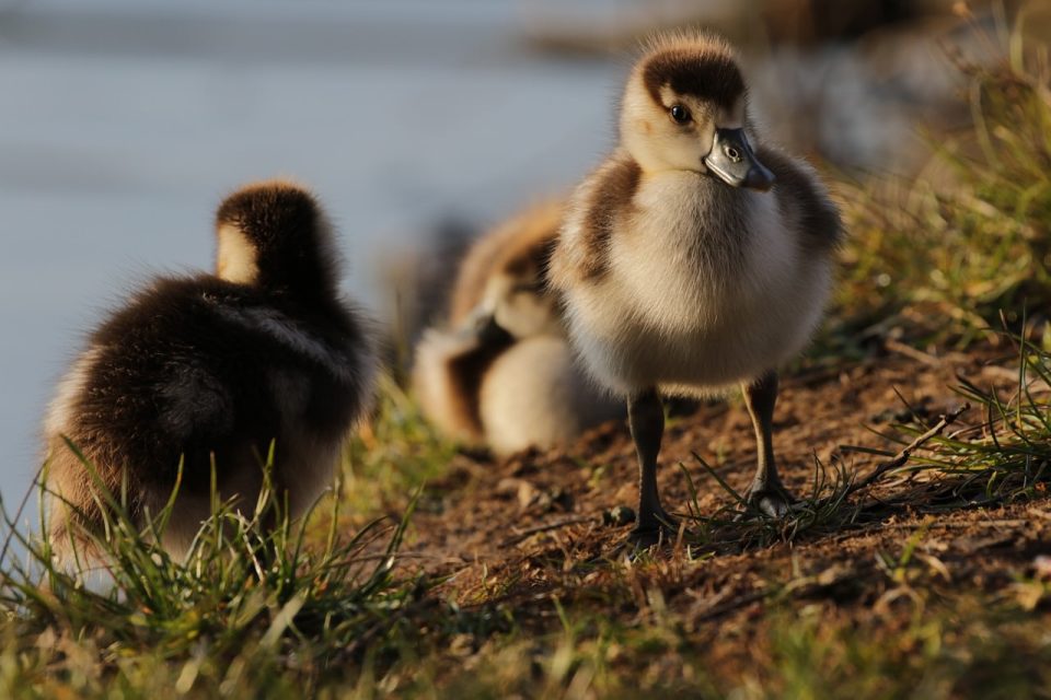 Ganso Egípcio Pato Ganso Garota Natureza Plumagem