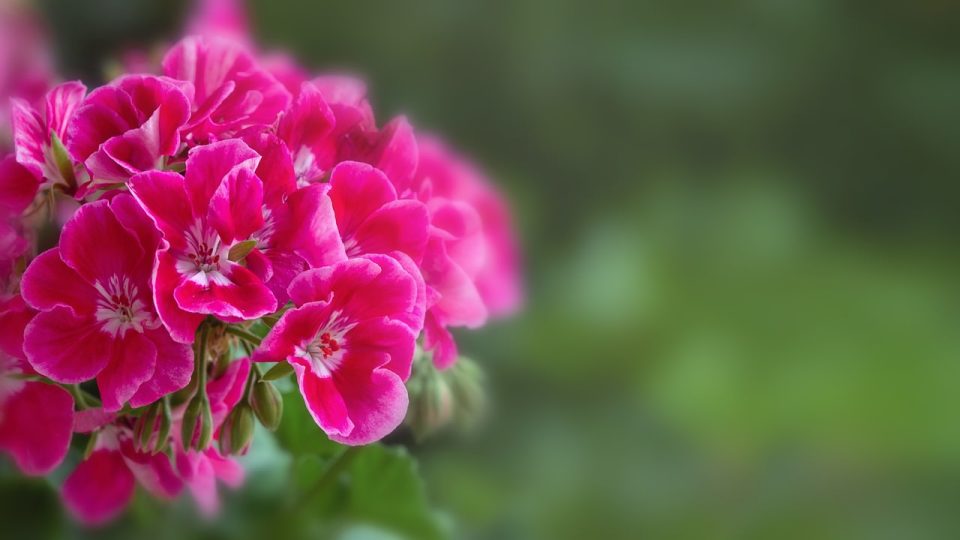 pelargónie, květiny, rostlina, růžové květiny, kvetení, květ, okvětní lístky, poupata, zahrada, příroda, botanika