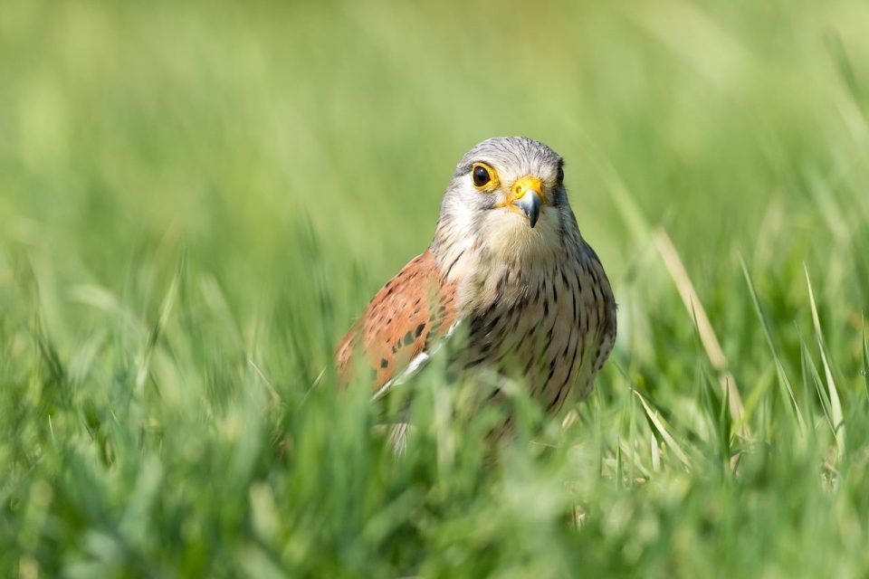 Fågel Tornfalk Gräs Natur Rovfågel Vingar Djur
