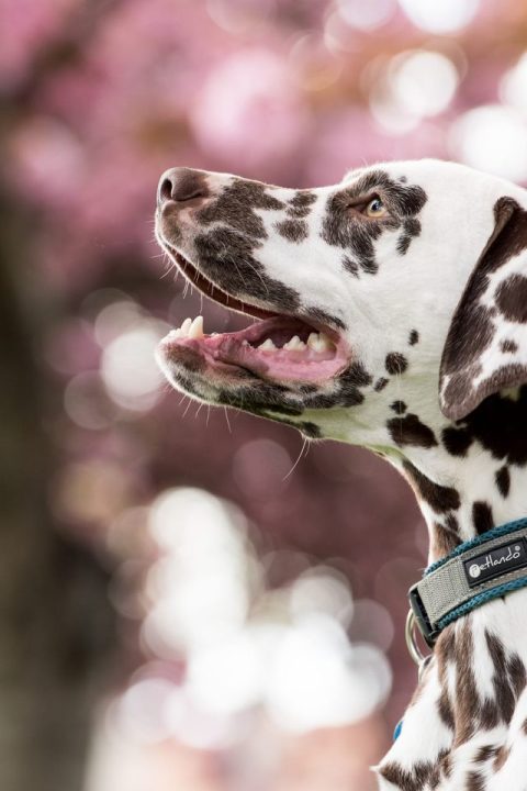 Dálmata Cachorro Bicho De Estimação Cabeça