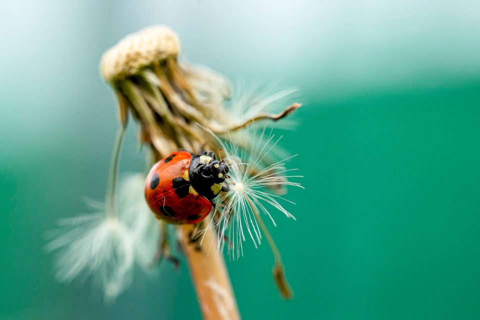 Coccinella Primavera Natura Bloom Giardino Fiore