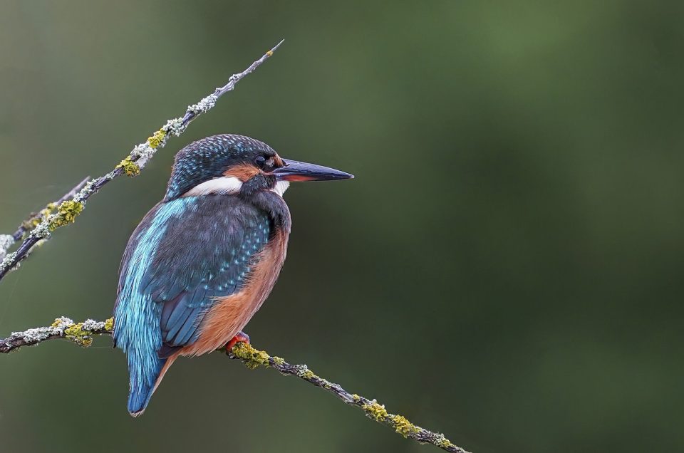 Martin Fisher Oiseau Oiseau Perché Petit Oiseau