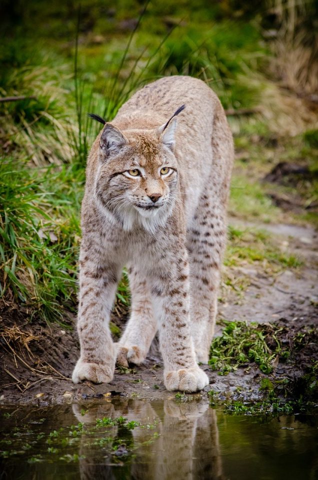 Animal Lynx kačių žolė lauke Laukinė katė