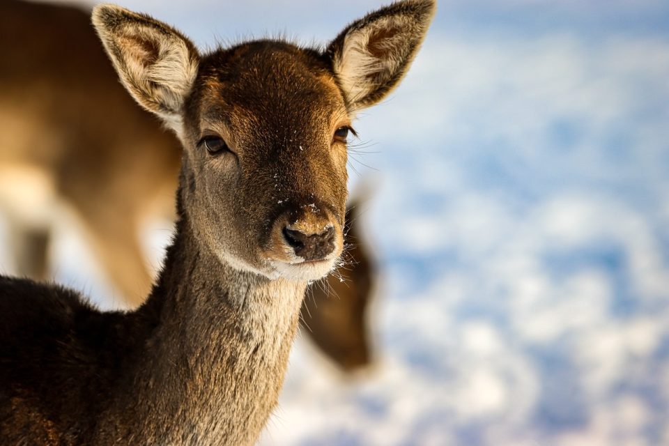 Cervo Animal Inverno Cabeça Rosto Neve Mamífero