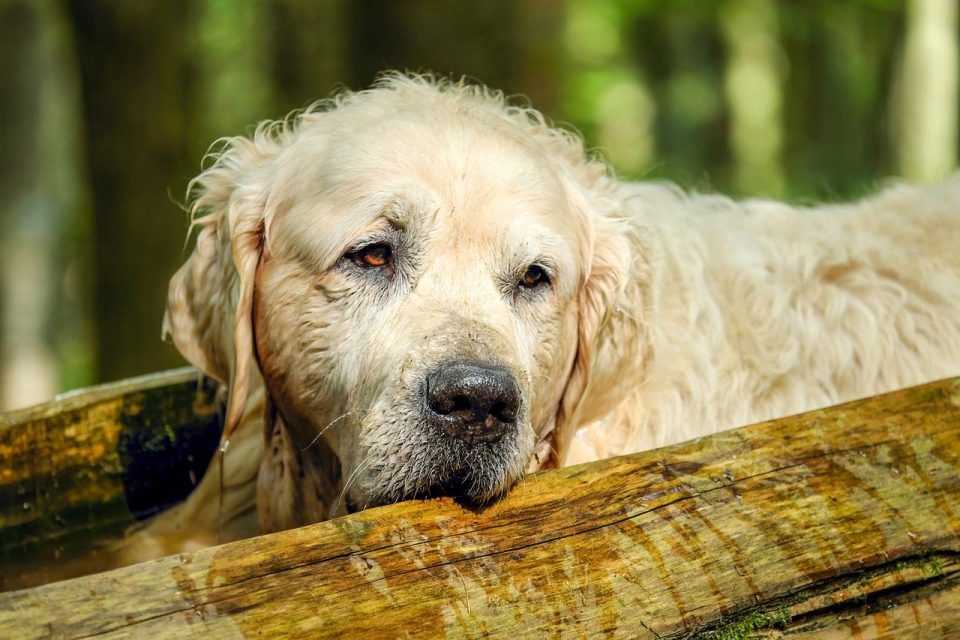 Golden Retriever, Retriever-Hund, Rüde, alter Rassehund, reinrassige Hunde, süße Hunde