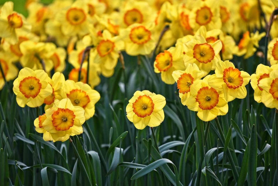 수선화 꽃 식물 주먹코 지독한 Springbloom 봄 꽃 봄 화단 선택 침대