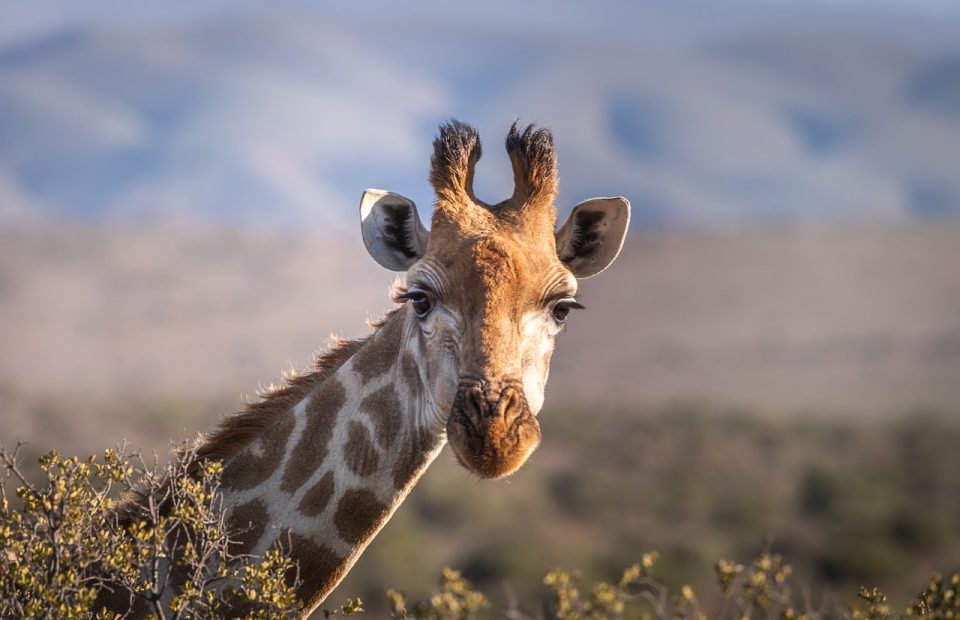 Žirafa Portrét Safari Južná Afrika Hlava Krk
