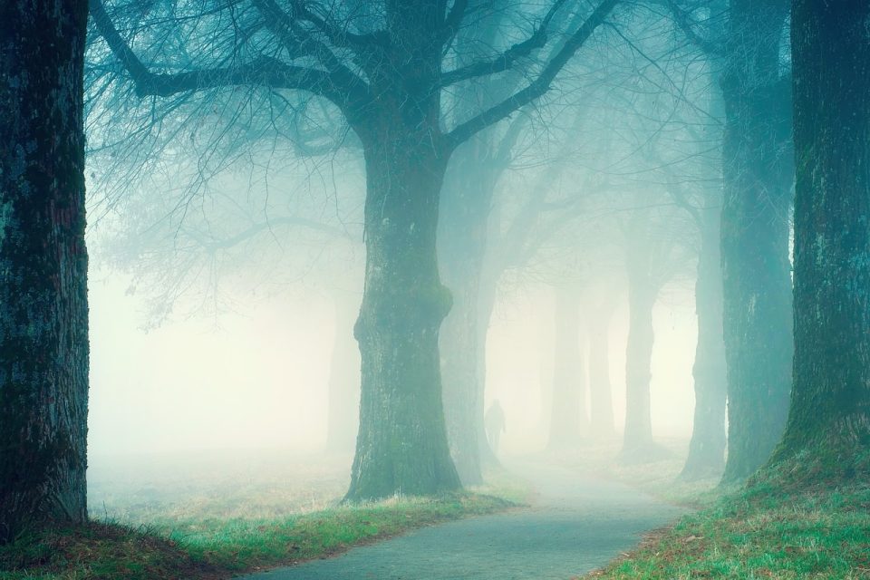 Der Wald der Naturbäume ist von der Natur unberührt