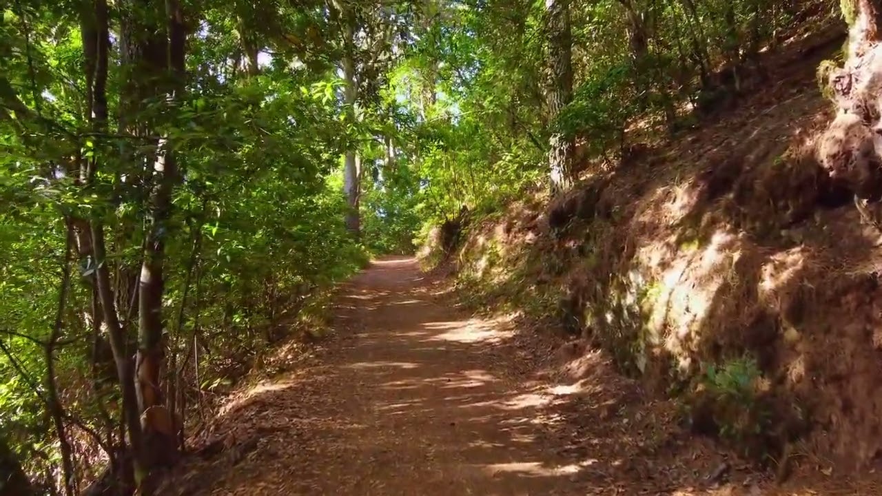 Con đường Trek Cây Rừng Đi bộ Rừng Đi bộ đường dài Nông thôn - Video