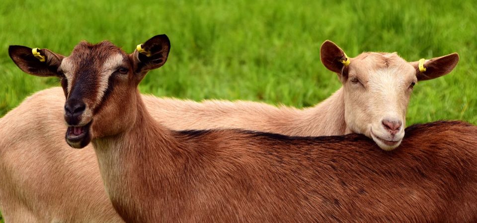 ヤギ 若い 牧草地 茶色 白い 茶色のヤギ 白ヤギ 一緒 友達 寄りかかる 好奇心