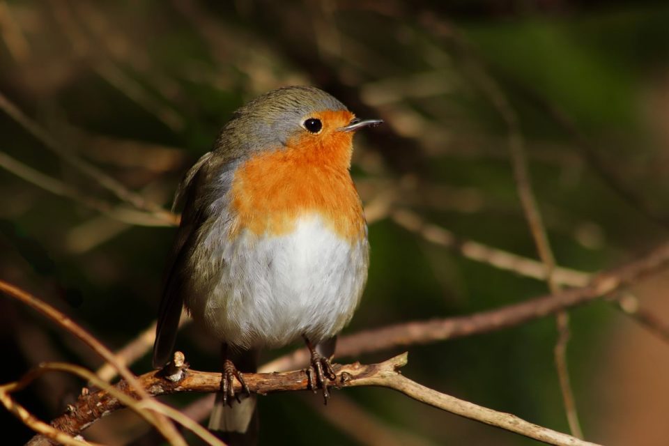 singvogel, vögel, vogelfotos, tiere, schöne vögel, breasted redbird, winterzeitvögel