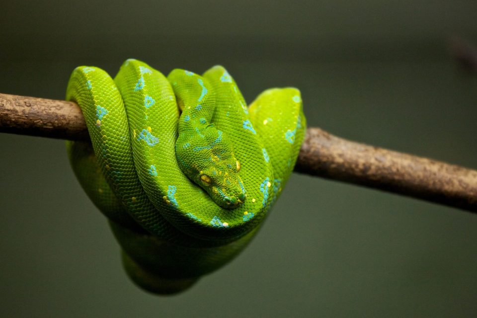 piton, zmija, reptil, životinja, divlji svijet, zelena, otrovna, zelena zmija, ljuska, ljuskava, divlja životinja