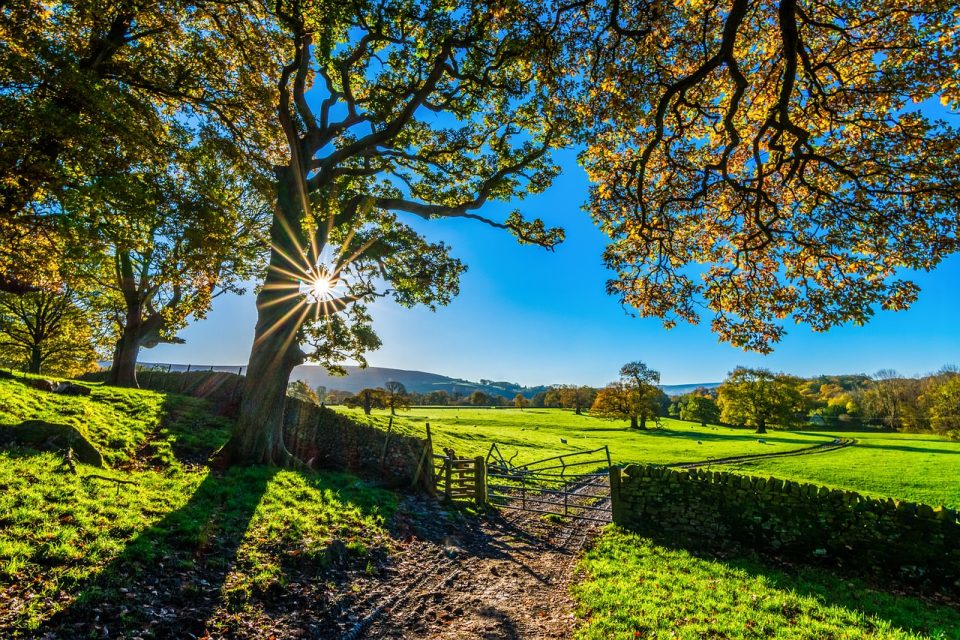 Bauernhoflandschaft, Baum, Zaun, Ackerland, Stein, Feldzaun, Weide, Nikko-Gras, Wiese, Feld, Herbst, wunderschöne Landschaften