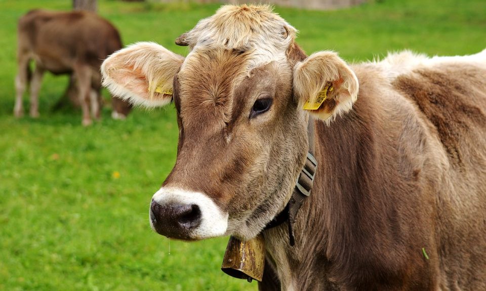 İnek, Allgäu, İnekler, Geviş Getiren, Süt Sığırı, Otlak