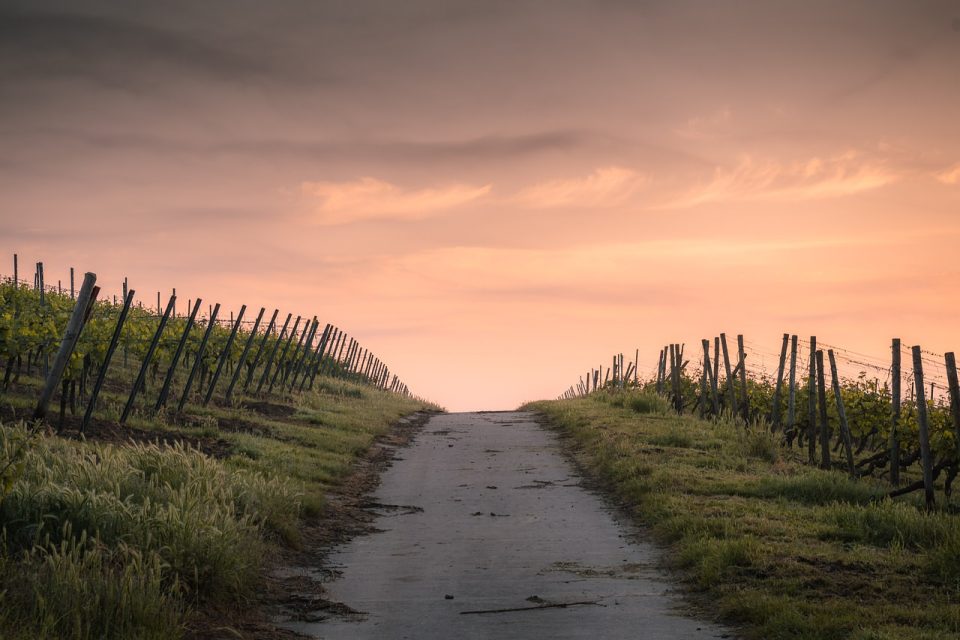 Pasėliai Dawn Road Path Farm Fences Farmland Rural