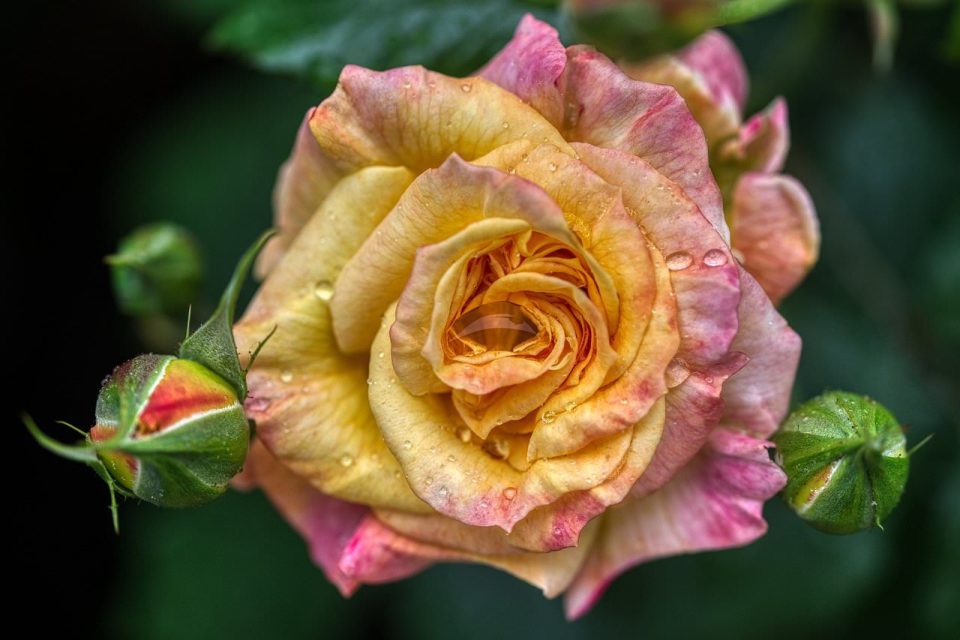 Flor Rosa Lluvia Rocío Gotas Brotes Florecer