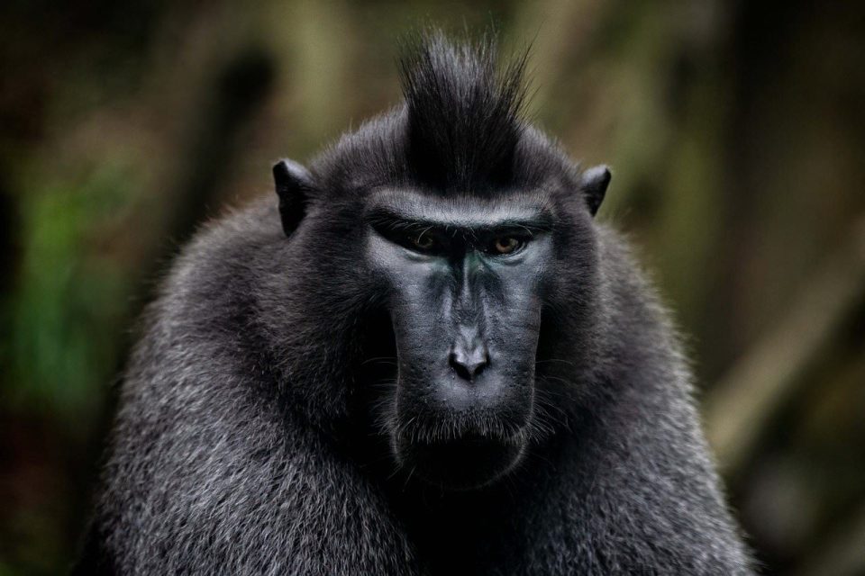 Animal Macaco Crestado De Celebes Fauna Silvestre