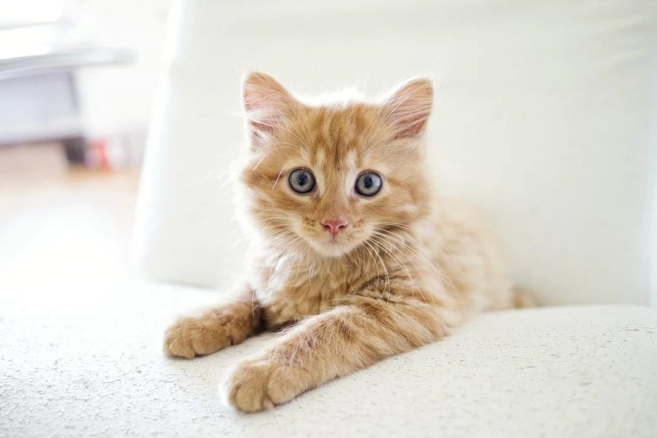Katze Kätzchen Tabby Haustier Junge Katze Tier