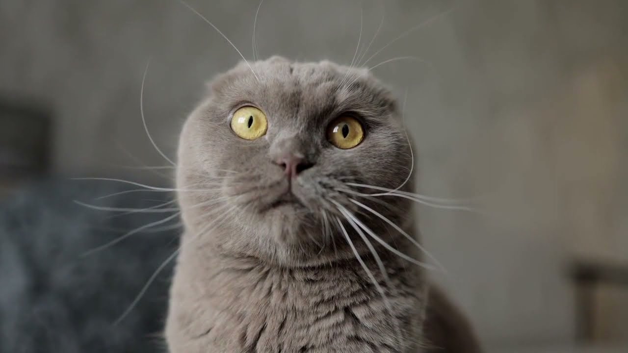 Gat Felin Bigotis Animal Mascota Simpàtica - Video
