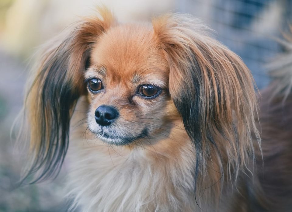 Hund, Papillon, Haustier, Braune Hunde, Ausgefallene Hunde