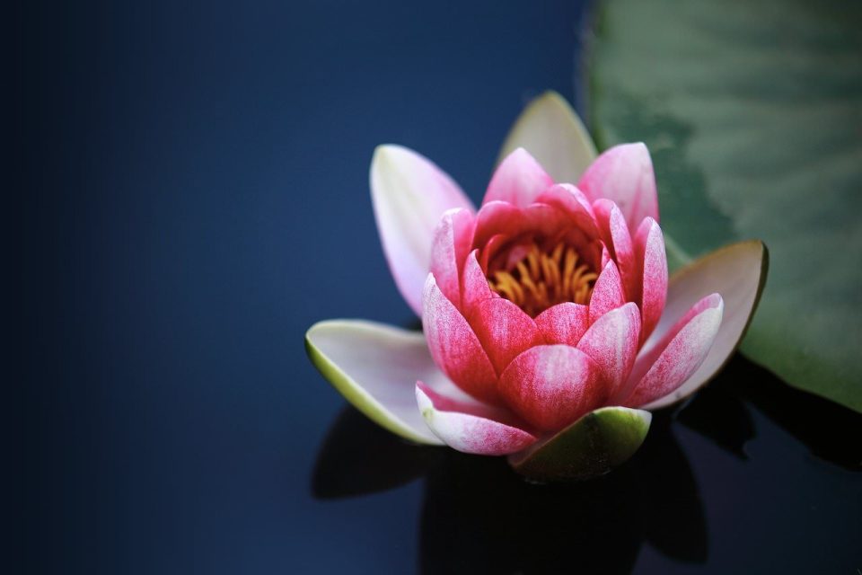 Nufăr Iaz Floare Floare Roz Petale Petale Roz