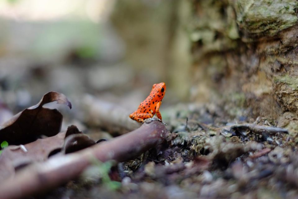 Amphibienfrösche, giftige, exotische Tiere, Wildtiere