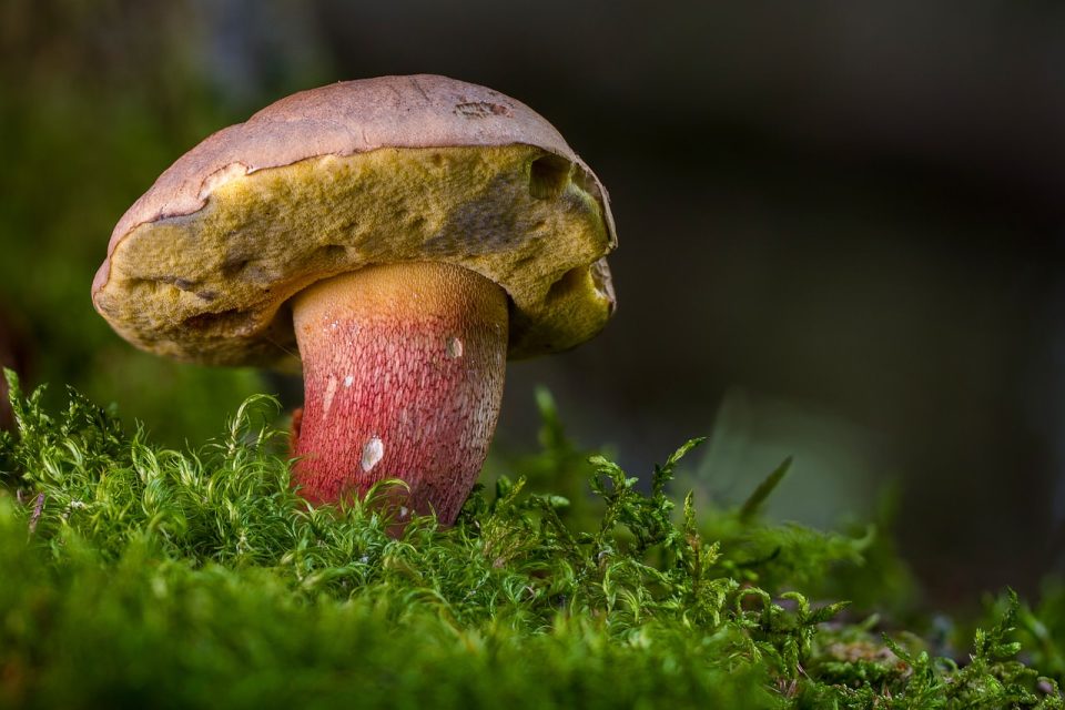 美しい足Boletus キノコ 森のキノコ スポンジマッシュルーム Boletus Calopus
