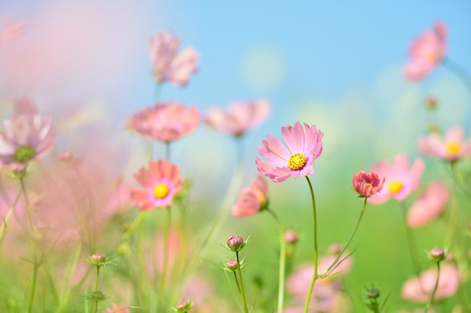 Växt Blommor Naturlig Grön Blomsterträdgård Kosmos